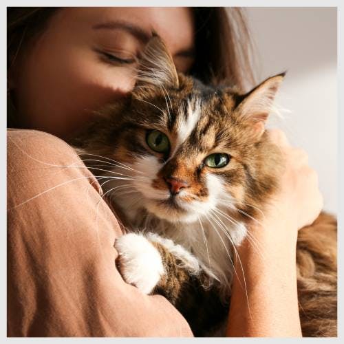 A fluffy cat being cuddled by a cat sitter.