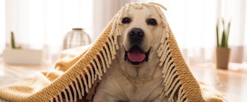 Dog lying on the floor with a blanket over its head.