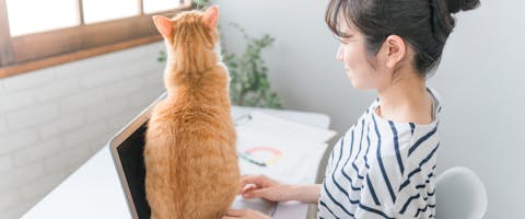 a ginger cat sat on an open laptop with a woman sitting trying to use it